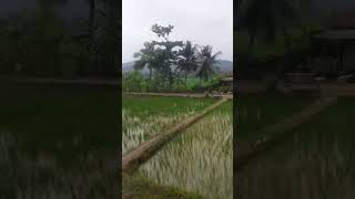 Pesawahan Yang Indah Dan Masih Hijau #sawah #pesawahan #shortsvideo