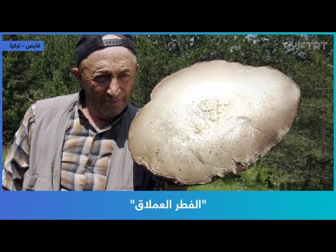 الفطر العملاق