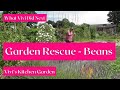 Vivi&#39;s Kitchen Garden: Garden Rescue - Beans.