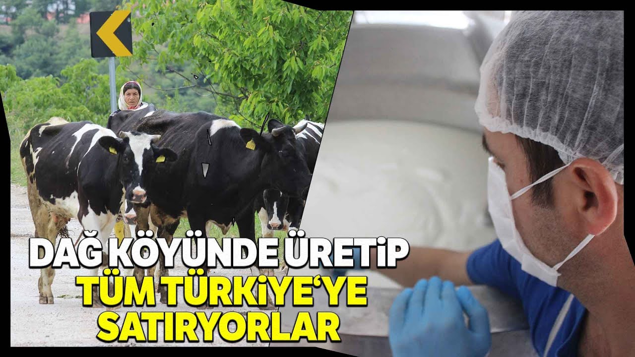 Köylerine Fabrika Kurup Ürettikleri Peyniri Türkiye'ye Satıyorlar