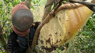 รังนางฟ้า(ผึ้งหลวง) ไม่เจอแบบนี้นานแล้ว | พรานหมึก คนตีผึ้ง