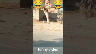 Dog funny video #shorts