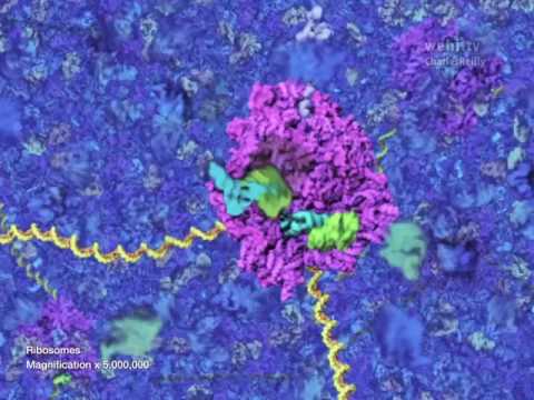 Video: Ovatko ribosomit organelleja?