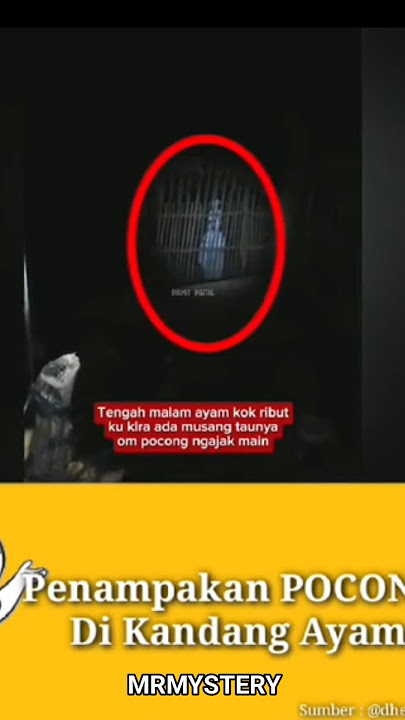 ada yang tau kenapa pocong suka menampakan diri di peternakan ayam?