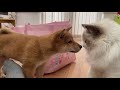 Shiba inu puppy meets ragdoll 8 weeks old shiba inu puppy coming to new home