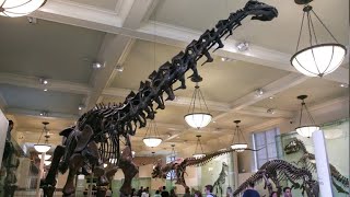 Gigantic dinosaur proclaimed biggest ever discovered Gigantic dinosaur proclaimed biggest ever discovered