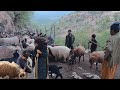 Grandma's Sheep: From the Farm to the Impassable Mountains