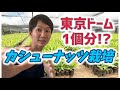 【アフリカ農業】カシューナッツを東京ドーム1個分植えました！