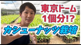 【アフリカ農業】カシューナッツを東京ドーム1個分植えました！