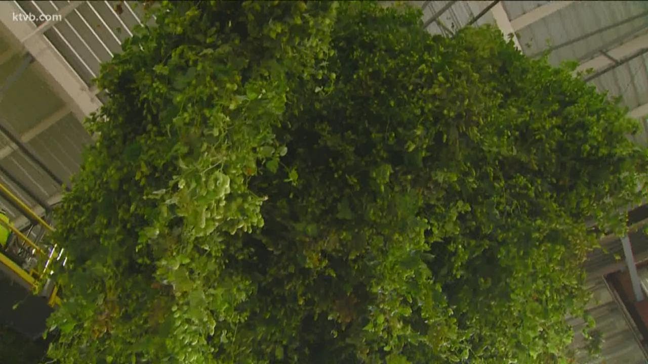 You Can Grow It: Harvesting hops in Idaho