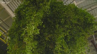 You Can Grow It: Harvesting hops in Idaho