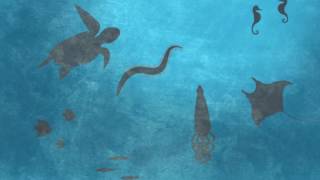 Information Why is biodiversity so important   Kim Preshoff News