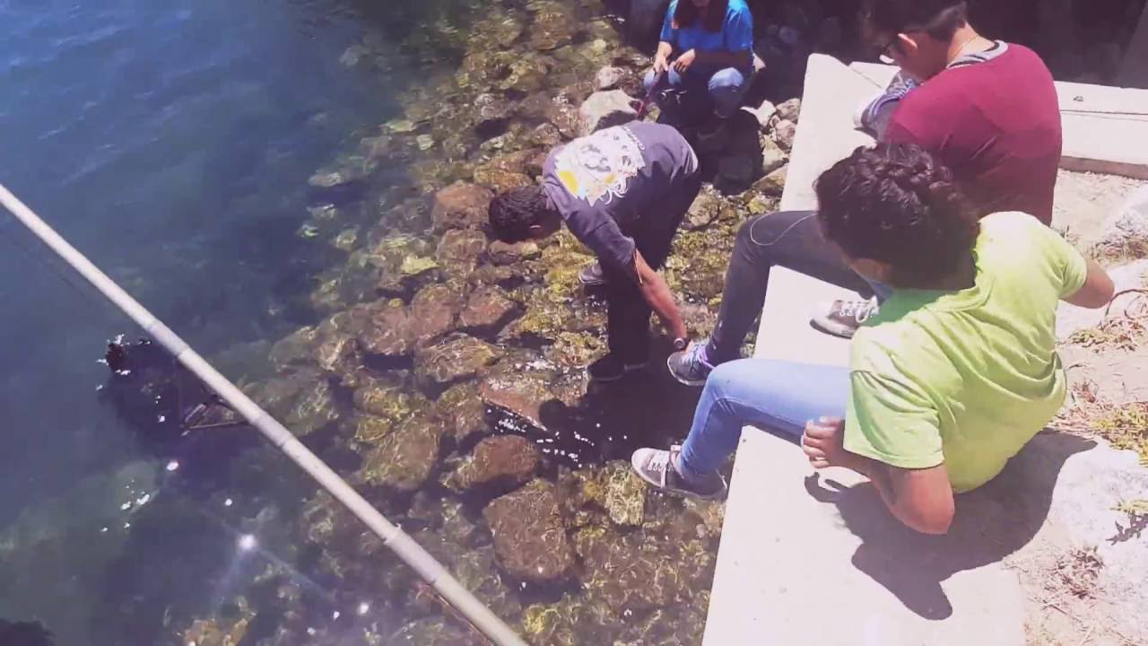 Moss Landing Fishing 2016 YouTube