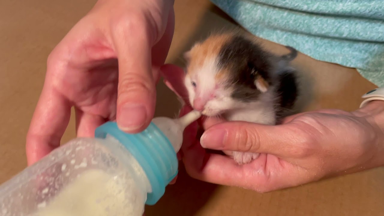 タイヤの中にいた子猫を3匹保護　初日の動画