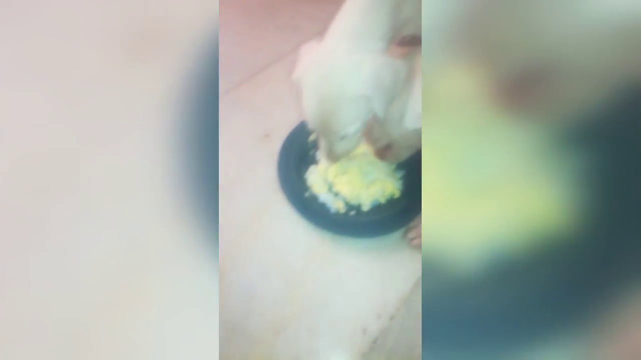 Rajapalayam Puppies enjoying Boiled Eggs! YouTube