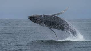 Breaching humpback whales at Monterey Bay