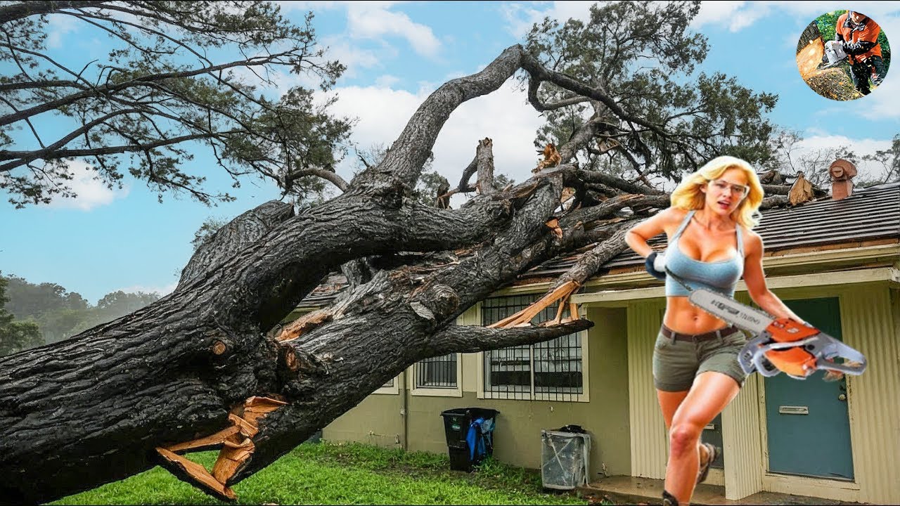 Dangerous Fastest Idiots Cutting Tree Fails Skill With Chainsaw - Tree ...