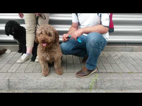 Spanischer Wasserhund, verschiedene Farben