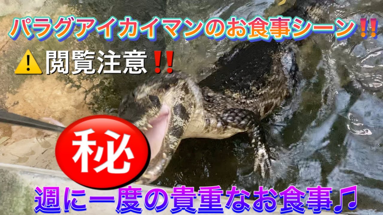 パラグアイカイマンのお食事 Feeding To Piranha Caiman Youtube