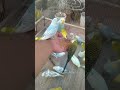 インコの大騒ぎショート🤣🦜 #ショート #インコ