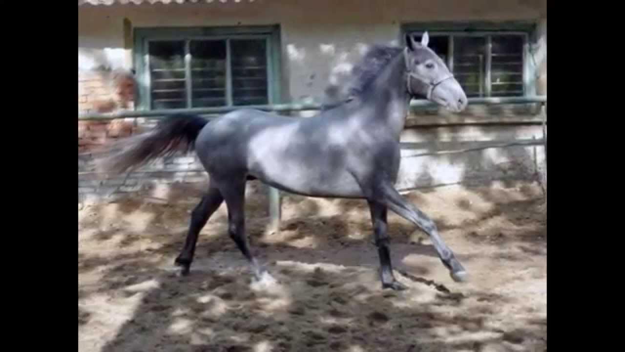 Орловский рысак скачки. Тюменский областной ипподром, тюмень. Орловский рысак фото. Видео рысаков. Орловский рысак бега.