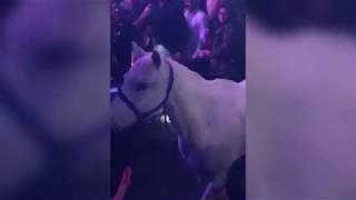 Взбешенная лошадь сбрасывает голую танцовщицу ночного клуба