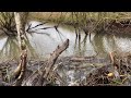 BEAVER DAM REMOVAL! | DAM IN WOODS!