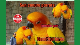 Sun conure breedar pair/sun conure 3 babi eting sun flowar/sun conure most beautiful parrot birds. by Birds Lover  80 views 2 months ago 1 minute, 1 second