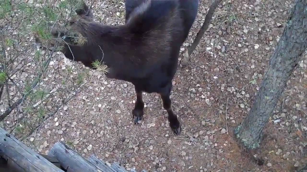 Moose called in to within 83 Inches - YouTube