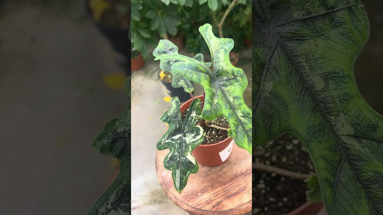 Shop Alocasia #008 - Jacklyn Variegata M online | PLNTS.com