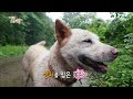 [동물다큐] 자식을 지키기 위해 산짐승과 싸운 어미 진돗개｜지리산 노총각 정돌 (3/4) KBS 150729 방송