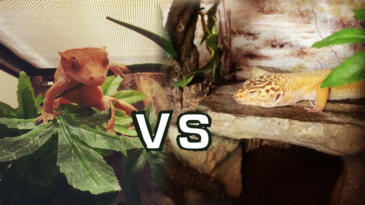 Crested Gecko Vs Leopard Gecko Beginner Lizards YouTube Crested Gecko Vs Leopard Gecko Beginner Lizards YouTube