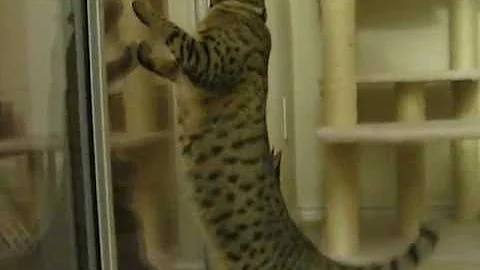 Watch the video about Savannah and bengal cats try to hunt moths