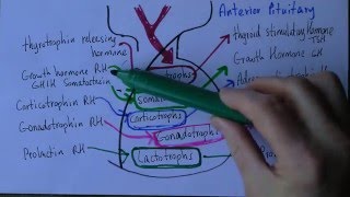 Anterior pituitary gland in easy language