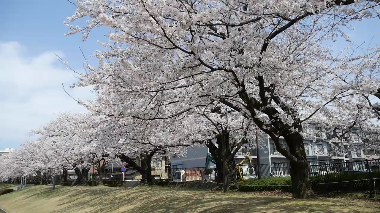 金沢市営陸上競技場 桜満開(令和2年4月3日) YouTube 金沢市営陸上競技場 桜満開(令和2年4月3日) YouTube