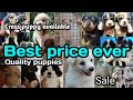 Puppies at best price l kerala pets rate in malayalam l pet sale vedio in malayalam l we 3 kennel 🔥