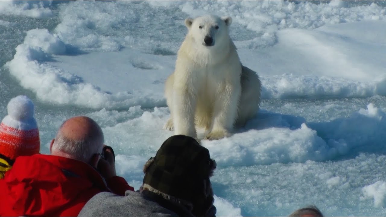 Land of the Polar Bears