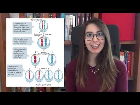 Video: Quale delle opzioni date è conosciuta come legge biogenetica?