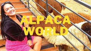 Alpaca World Korea // So much fun! // June 2022