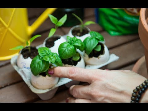 How To Start Seeds Indoors Using Egg Shells Youtube