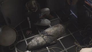 Operation Milagro II: Vlog 11 - Big Fish