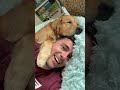 1 year of smiles in 45 seconds #goldenretriever #dog