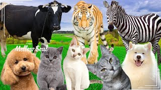 Discover Amazing familiar animals life: cow, tiger, zebra, dog, cat, squirrel