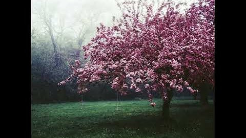 سورة المؤمنون بصوت الشيخ ابراهيم الجبرين