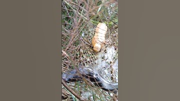 Cách đặt lờ cá lóc-#shorts