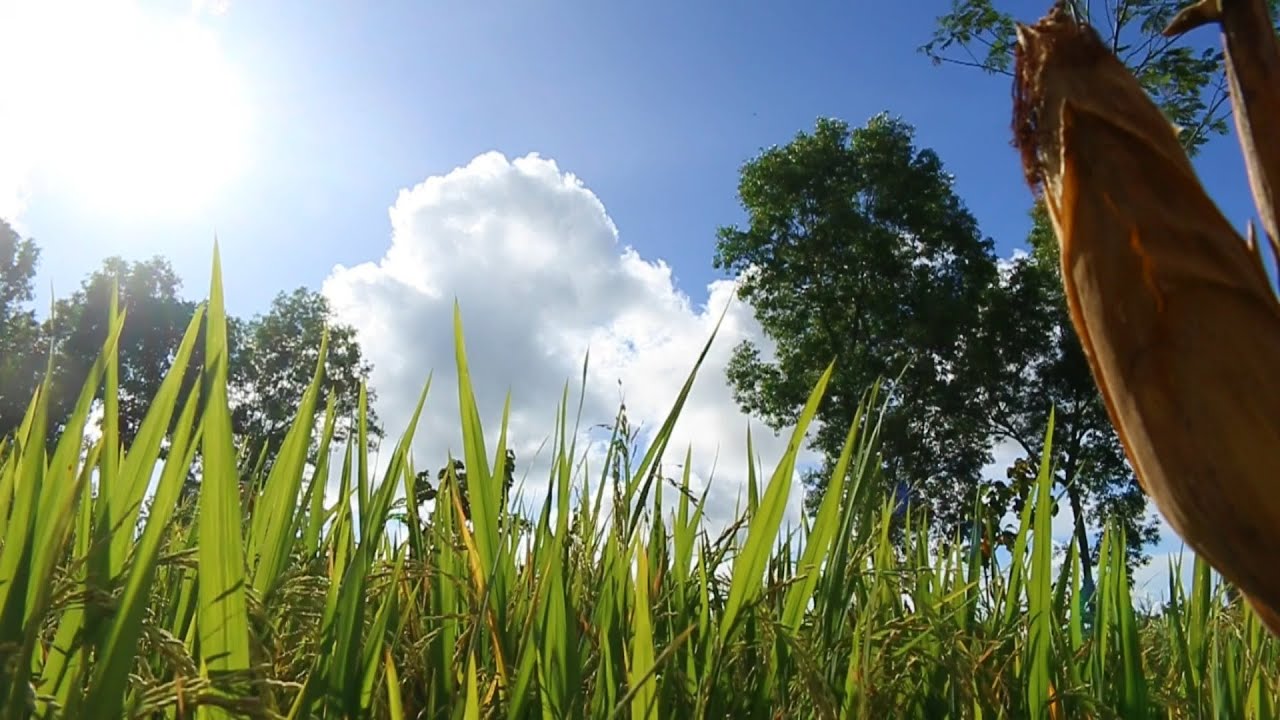 Healing in the rice fields at harvest -  original sound of nature - 1 minutes relaxation