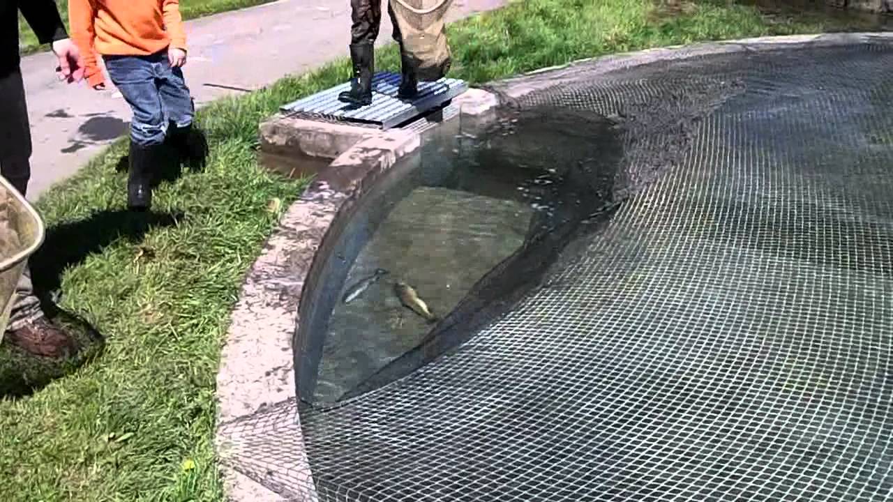 foundation medicine Allies Animal Intel At The Fish Hatchery