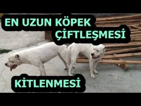 En Uzun Kopek Ciftlesmesi Ve Kitlenmesi Youtube