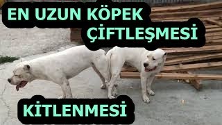 En Uzun Kopek Ciftlesmesi Ve Kitlenmesi Youtube