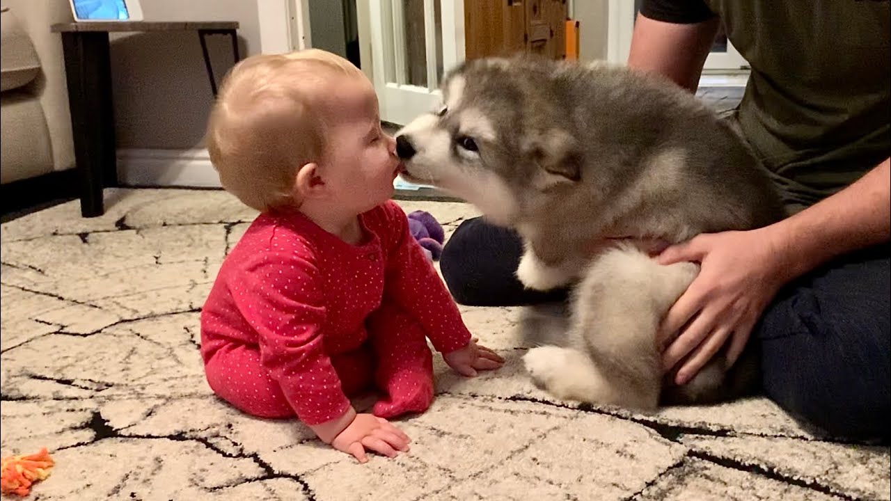 Adorable Puppy Meets Baby And Its Love At First Sight! The Best ...